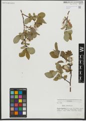 Foto von Salix hastata L.